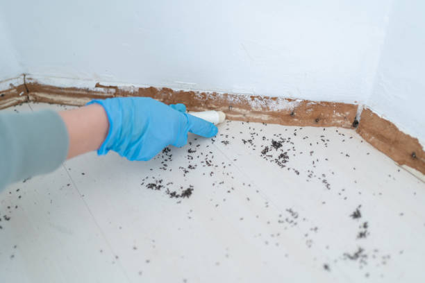 Best Termite Control Services  in Kimball, NE